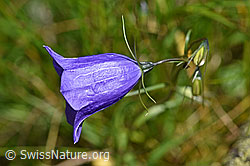 Foto: Scheuchzers Glockenblume (Campanula scheuchzeri)