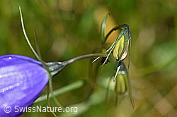 Foto: Scheuchzers Glockenblume (Campanula scheuchzeri)