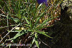 Foto: Scheuchzers Glockenblume (Campanula scheuchzeri)