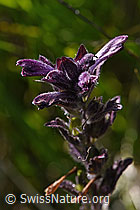 Alpenhelm (Bartsia alpina) (F170146) Alpenhelm (Bartsia alpina) (F170146)