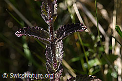 Alpenhelm (Bartsia alpina) (F170147) Alpenhelm (Bartsia alpina) (F170147)