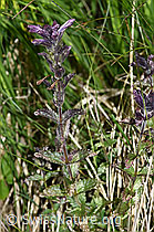 Alpenhelm (Bartsia alpina) (F170153) Alpenhelm (Bartsia alpina) (F170153)