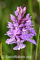 Foto: Geflecktes Knabenkraut (Dactylorhiza maculata)