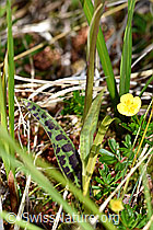 Foto: Geflecktes Knabenkraut (Dactylorhiza maculata)