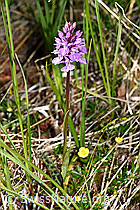 Foto: Geflecktes Knabenkraut (Dactylorhiza maculata)