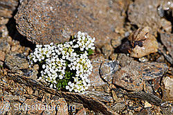 Foto: Kurzstängelige Gämskresse (Pritzelago alpina ssp. brevicaulis)