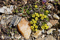 Foto: Hoppes Felsenblümchen (Draba hoppeana)