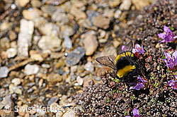 Heide-Erdhummel (Bombus cryptarum) an Gegenblättrigem Steinbrech (Saxifraga oppositifolia) (07.2020, F170392)