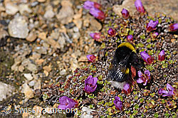 Foto: Heide-Erdhummel (Bombus cryptarum) an Gegenblättrigem Steinbrech (Saxifraga oppositifolia)