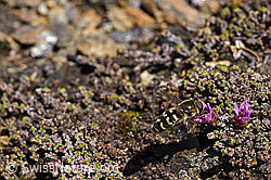 Mondfleck-Feldschwebfliege (Eupeodes luniger) (07.2020, F170399)