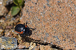 Rotsaum-Blattkäfer (Chrysolina sanguinolenta) (07.2020, F170411)