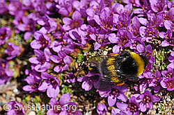 Heide-Erdhummel (Bombus cryptarum) an Gegenblättrigem Steinbrech (Saxifraga oppositifolia) (07.2020, F170418)