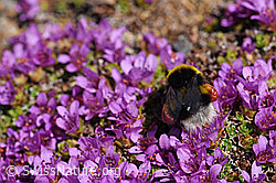 Foto: Heide-Erdhummel (Bombus cryptarum) an Gegenblättrigem Steinbrech (Saxifraga oppositifolia)