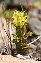 Schmalblättriger Klappertopf (Rhinanthus glacialis) (F170624) Schmalblättriger Klappertopf (Rhinanthus glacialis) (F170624)