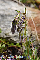 F170625: Bärtige Glockenblume (Campanula barbata)