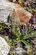 F170626: Bärtige Glockenblume (Campanula barbata)