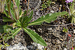 F170627: Bärtige Glockenblume (Campanula barbata)