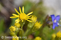 Alpen-Goldrute (Solidago virgaurea ssp. minuta) (F170633) Alpen-Goldrute (Solidago virgaurea ssp. minuta) (F170633)