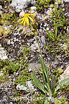 Gämswurz-Greiskraut (Senecio doronicum) (F170640)