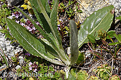 Gämswurz-Greiskraut (Senecio doronicum) (F170641)