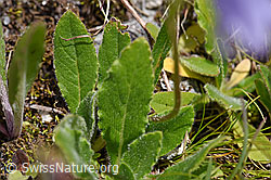 Foto: Bärtige Glockenblume (Campanula barbata)