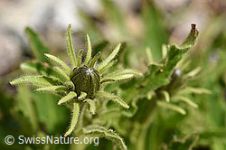 Foto: Weissliches Habichtskraut (Hieracium intybaceum)