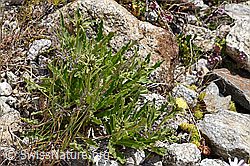 Foto: Weissliches Habichtskraut (Hieracium intybaceum)