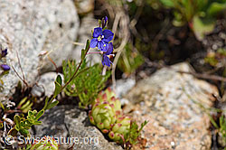 Felsen-Ehrenpreis (Veronica fruticans) (F170669) Felsen-Ehrenpreis (Veronica fruticans) (F170669)