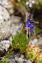 Felsen-Ehrenpreis (Veronica fruticans) (F170670) Felsen-Ehrenpreis (Veronica fruticans) (F170670)