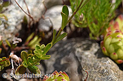 Felsen-Ehrenpreis (Veronica fruticans) (F170673) Felsen-Ehrenpreis (Veronica fruticans) (F170673)