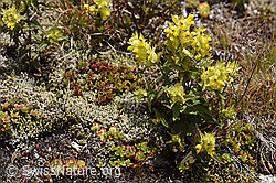 Schmalblättriger Klappertopf (Rhinanthus glacialis) (F170676) Schmalblättriger Klappertopf (Rhinanthus glacialis) (F170676)