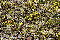 Schmalblättriger Klappertopf (Rhinanthus glacialis) (F170677) Schmalblättriger Klappertopf (Rhinanthus glacialis) (F170677)