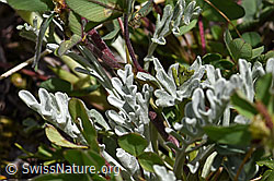 Foto: Graues Greiskraut (Senecio incanus)