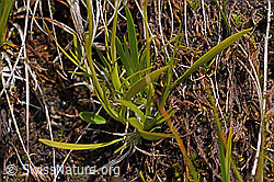 F170713: Kelch-Simsenlilie (Tofieldia calyculata)