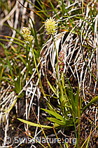 F170718: Kelch-Simsenlilie (Tofieldia calyculata)