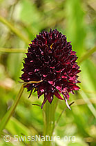 Schwarzes Männertreu (Nigritella rhellicani) (F170719) Schwarzes Männertreu (Nigritella rhellicani) (F170719)