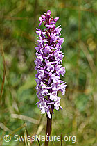 Langspornige Handwurz (Gymnadenia conopsea) (F170728) Langspornige Handwurz (Gymnadenia conopsea) (F170728)