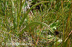 Langspornige Handwurz (Gymnadenia conopsea) (F170730) Langspornige Handwurz (Gymnadenia conopsea) (F170730)