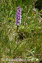 Langspornige Handwurz (Gymnadenia conopsea) (F170731) Langspornige Handwurz (Gymnadenia conopsea) (F170731)