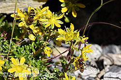 Foto: Mondfleck-Feldschwebfliege (Eupeodes luniger)