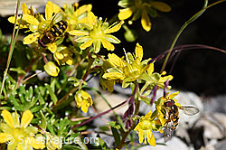 Foto: Mondfleck-Feldschwebfliege (Eupeodes luniger)
