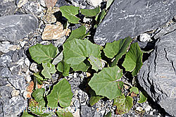 F171115: Huflattich (Tussilago farfara)