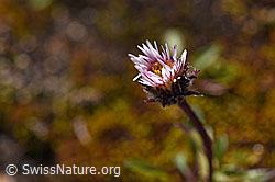 Foto: Einköpfiges Berufkraut (Erigeron uniflorus)