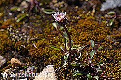 Foto: Einköpfiges Berufkraut (Erigeron uniflorus)