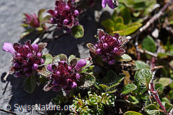 Foto: Vielhaariger Thymian (Thymus polytrichus)