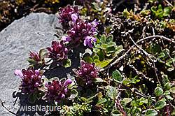 Foto: Vielhaariger Thymian (Thymus polytrichus)