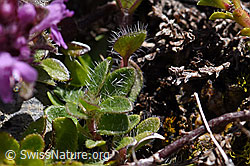 Foto: Vielhaariger Thymian (Thymus polytrichus)