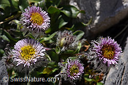 Foto: Einköpfiges Berufkraut (Erigeron uniflorus)