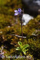 Blattloser Ehrenpreis (Veronica aphylla) (F171316) Blattloser Ehrenpreis (Veronica aphylla) (F171316)