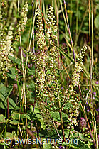 Foto: Salbeiblättriger Gamander (Teucrium scorodonia)